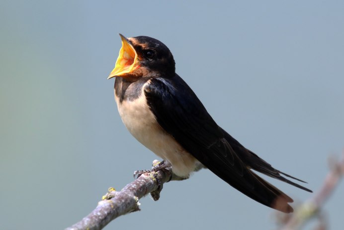 Деревенская Ласточка – Hirundo Rustica