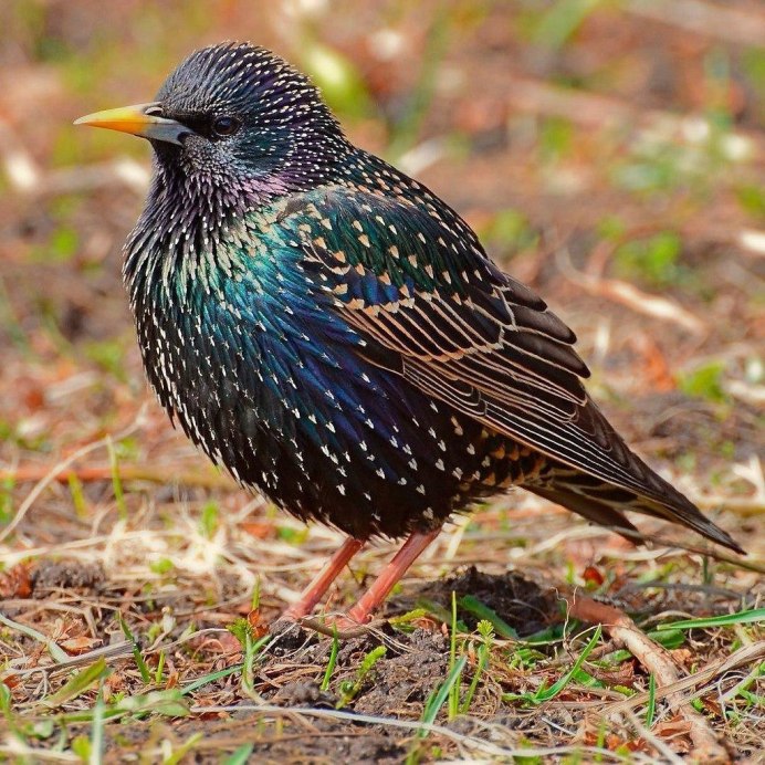 Обыкновенный скворец (Sturnus vulgaris)
