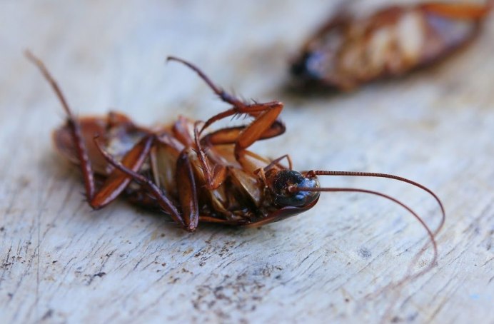 Ставница морской таракан