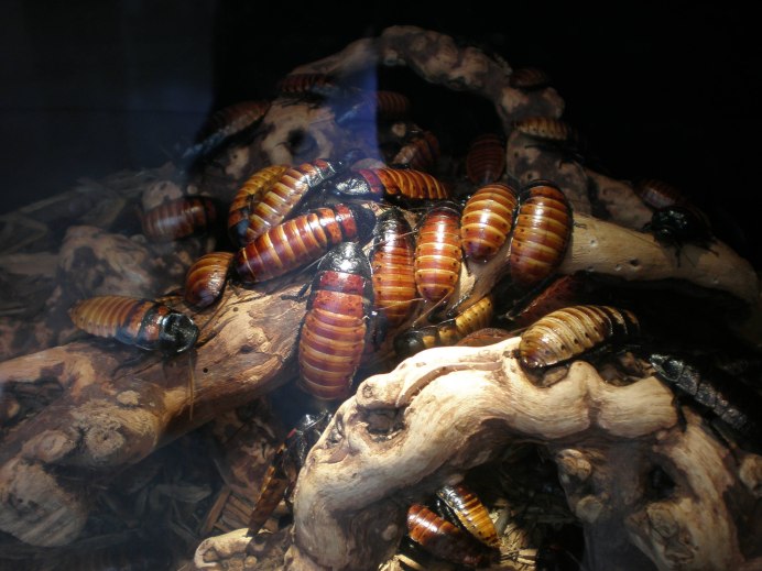 Фото тараканов