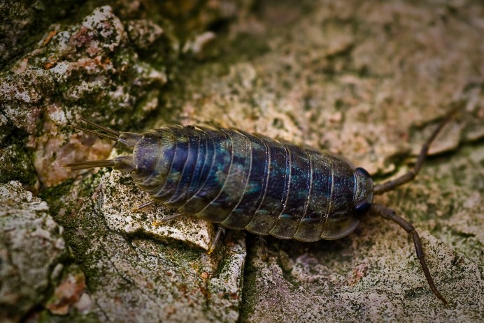 Крымский таракан фото