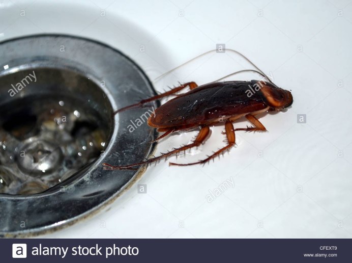 Водяной Жук-плавунец