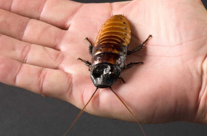 Водяной Жук-плавунец