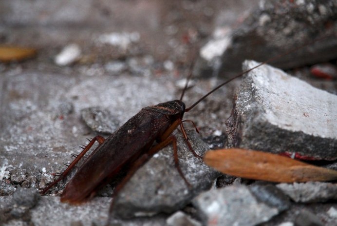 Periplaneta australasiae