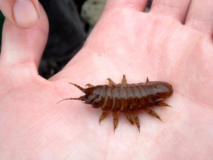 Жук плавунец