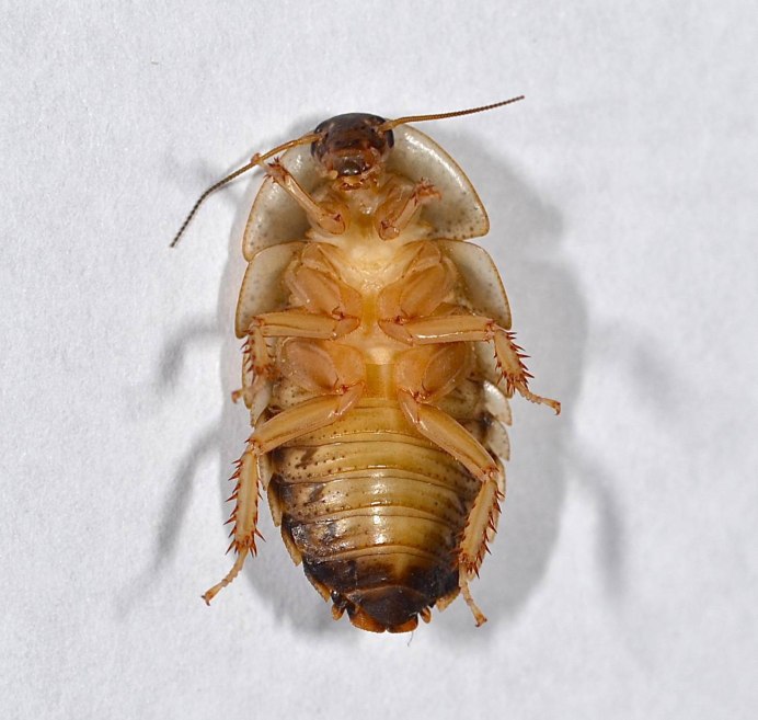 Австралийский таракан