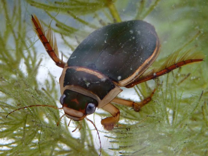 Тараканы Periplaneta Americana