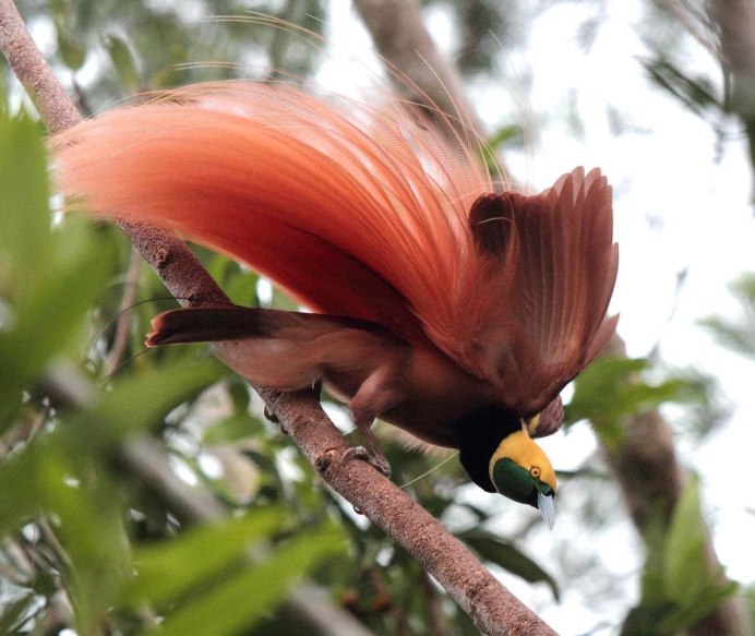 Огненосный Колибри