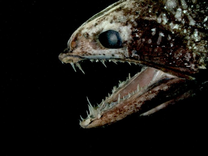 Рыба Chiasmodon Niger