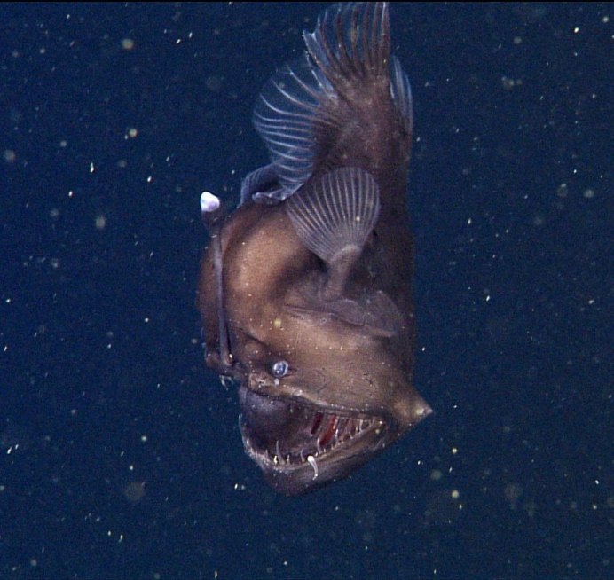 Monsters of the Deep