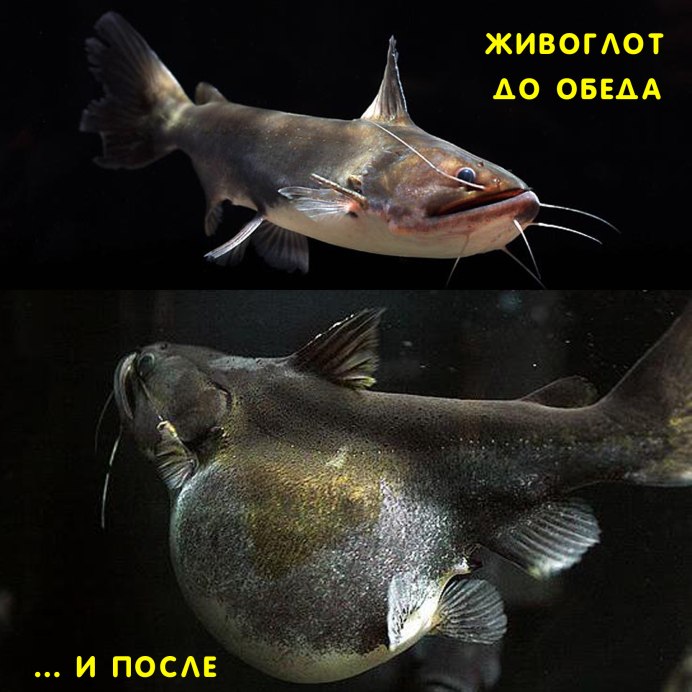 Глубоководные рыбы живоглот