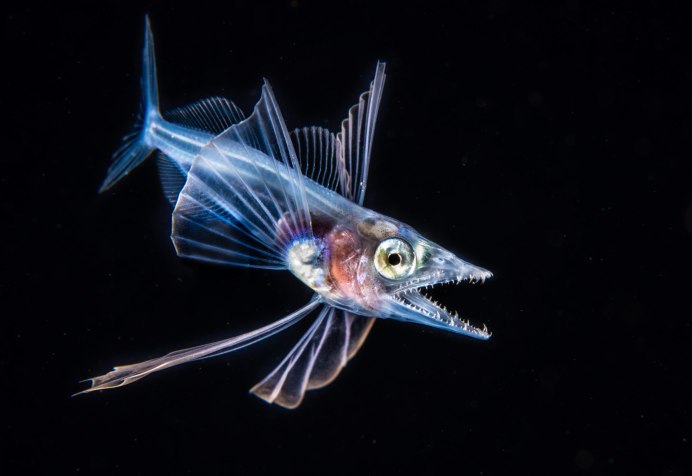 Melanocetus johnsonii