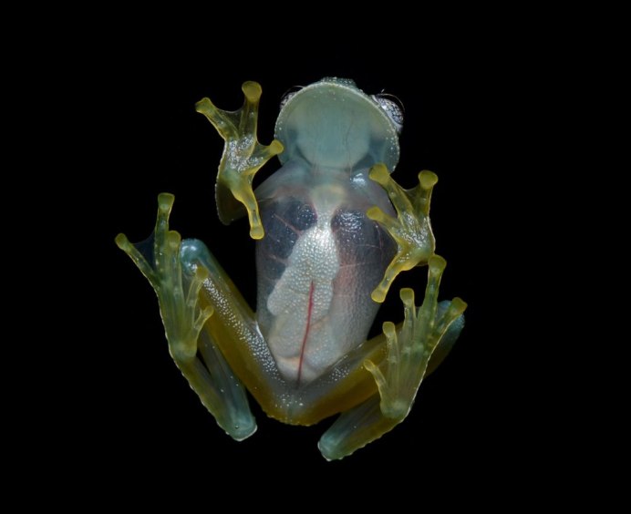 Стеклянная лягушка (Glass Frog)