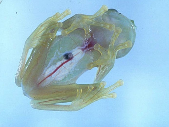 Стеклянная лягушка (Glass Frog)