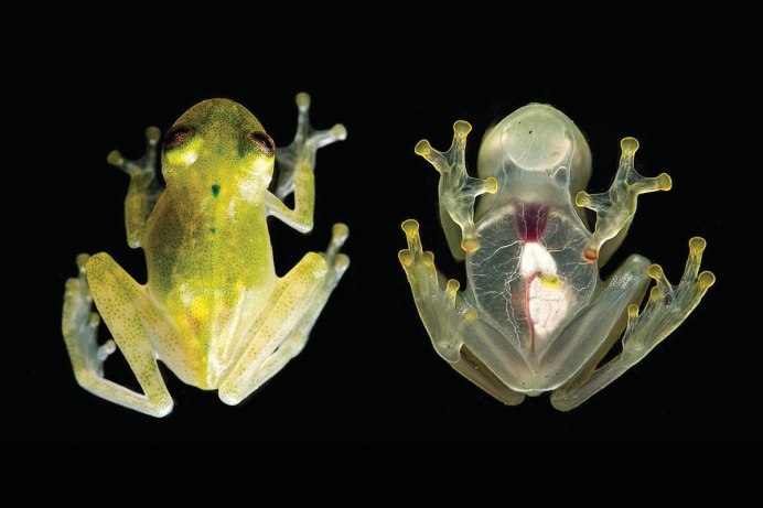 Стеклянная лягушка (Glass Frog)