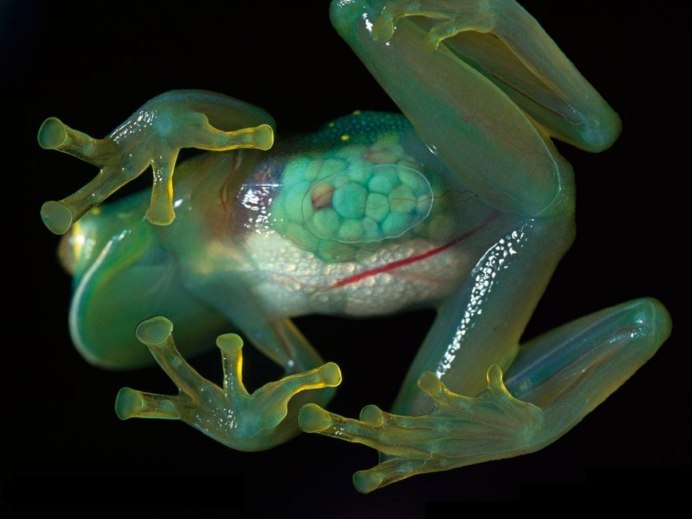 Стеклянная лягушка (Glass Frog)