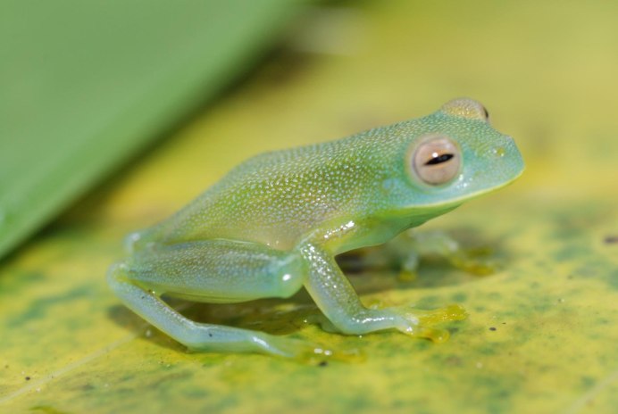 Стеклянная лягушка (лат.Centrolenidae)