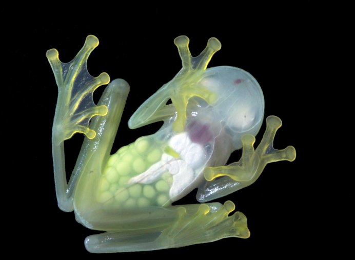 Стеклянная лягушка (Glass Frog)