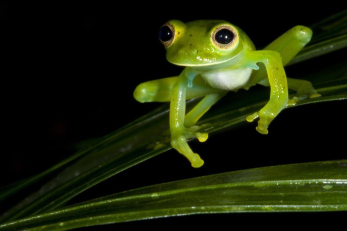 Стеклянная лягушка Флайшмана (Hyalinobatrachium fleischmanni)