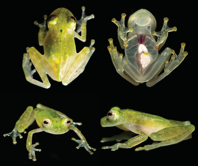 Hyalinobatrachium Dianae