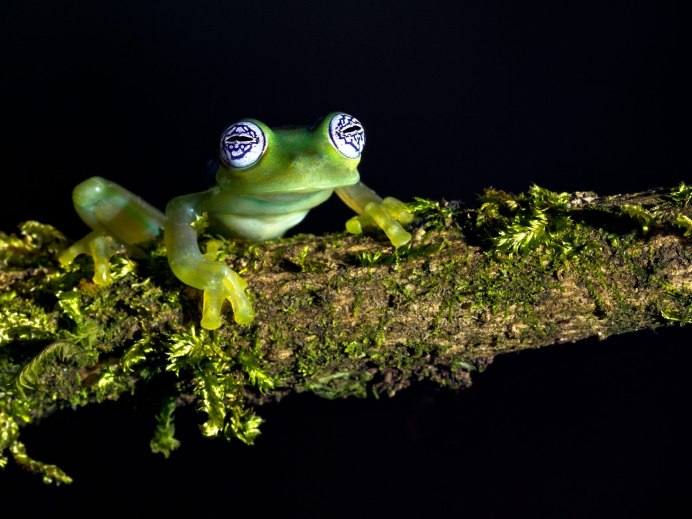 Стеклянная лягушка Флайшмана (Hyalinobatrachium fleischmanni)
