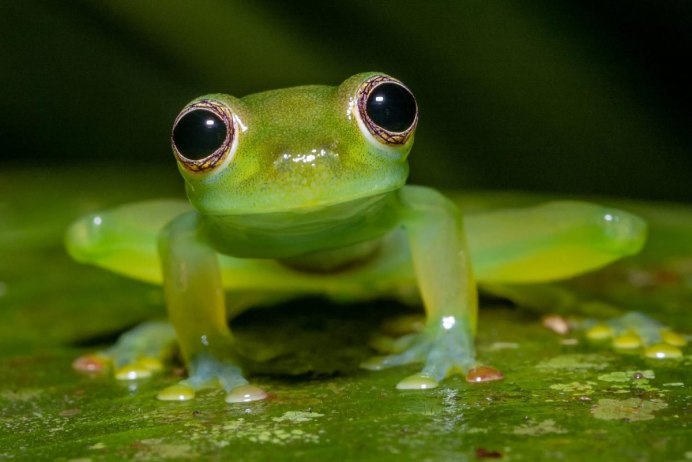 Стеклянная лягушка (Glass Frog)