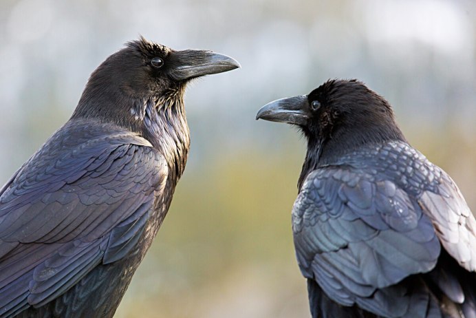 Corvus albicollis