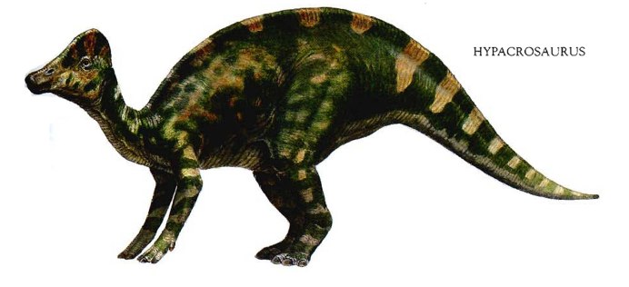 Pachycephalosaurus wyomingensis.