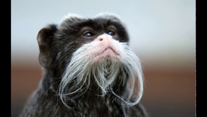 Бородатая охотничья собака порода