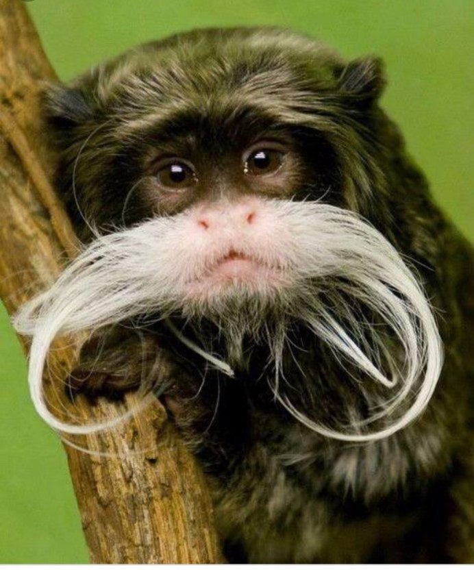 Обезьяна Императорский Тамарин