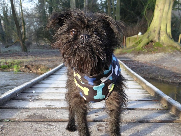 Брюссельский гриффон лохматый