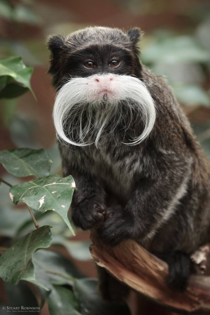 Собака с бородой