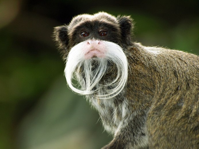 Альфа альпака