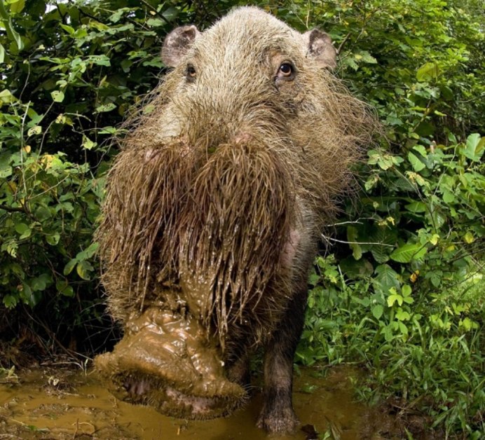 Орангутан и горилла