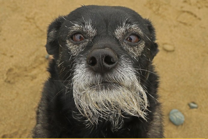 Бородатый Никитин