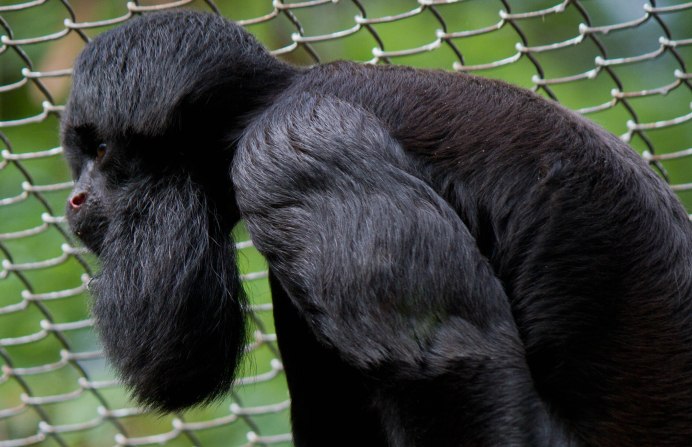 Черноспинный Саки