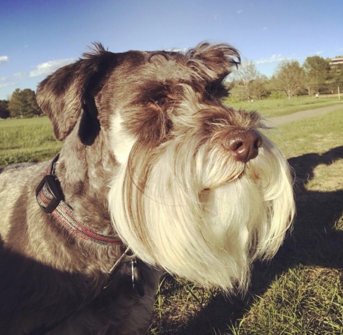 Бородатая свинья Борнео