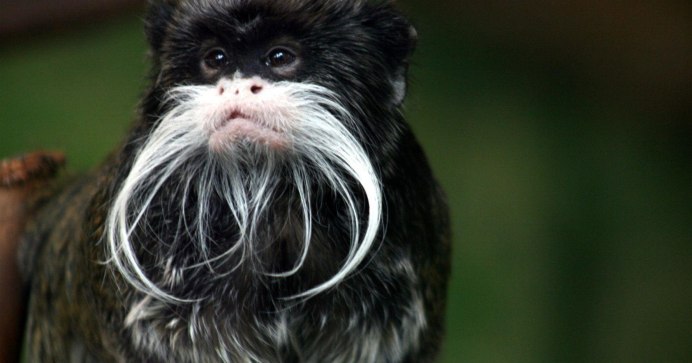 Маленькая обезьянка Тамарин