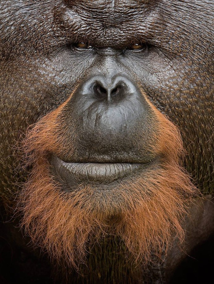 Бородатый Императорский Тамарин