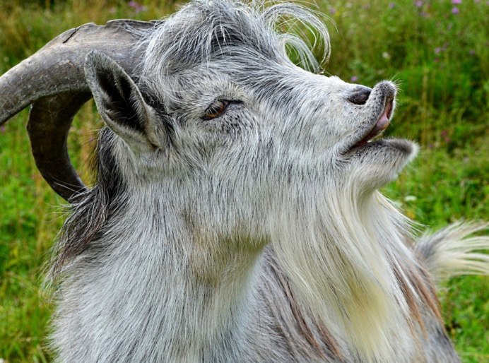 Усы Обезьяний хвост борода