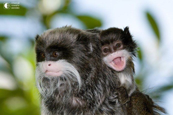 Лысая собака с бородой