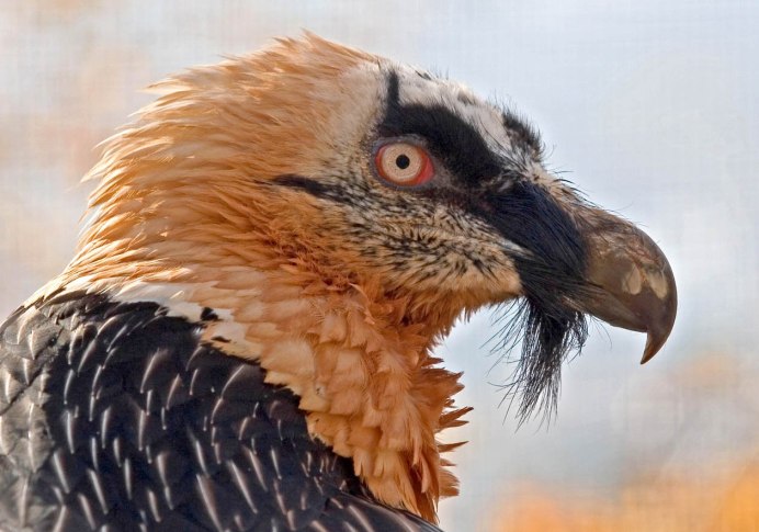 Тамарин обезьяна