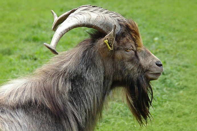 Бородатая агама