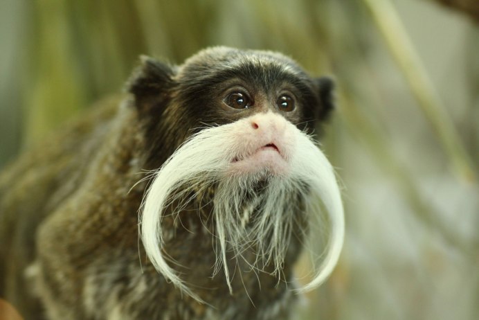 Emperor Tamarin Wilhelm