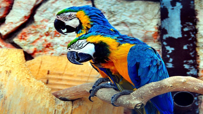 Попугай ара красный