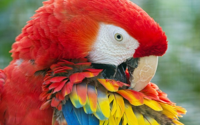 Попугай ара (Macaw Parrot)? Дизайнер Manuel Sirgo.