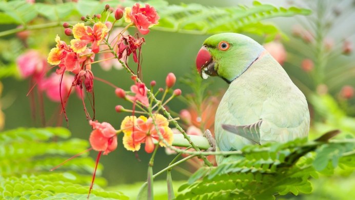 Попугай ара красный