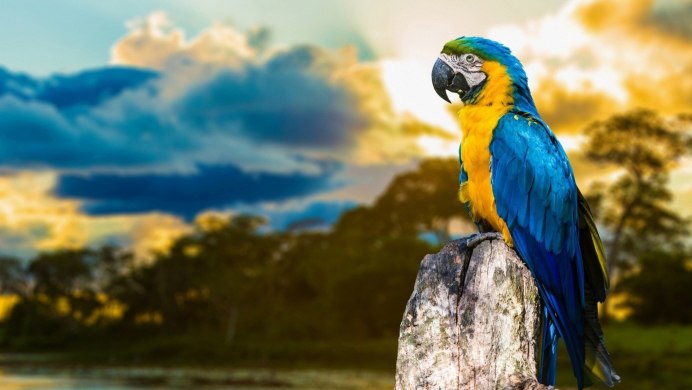 Попугаи неразлучники Какаду