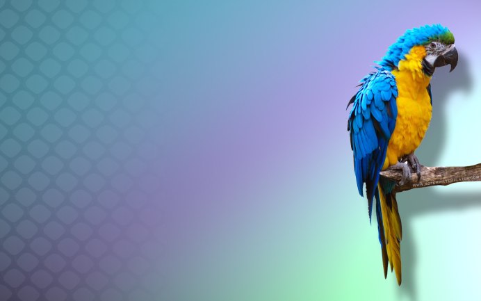 Неразлучник и волнистый попугай