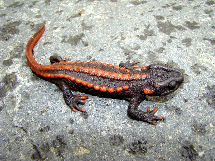Безлёгочные Саламандры (Plethodontidae)